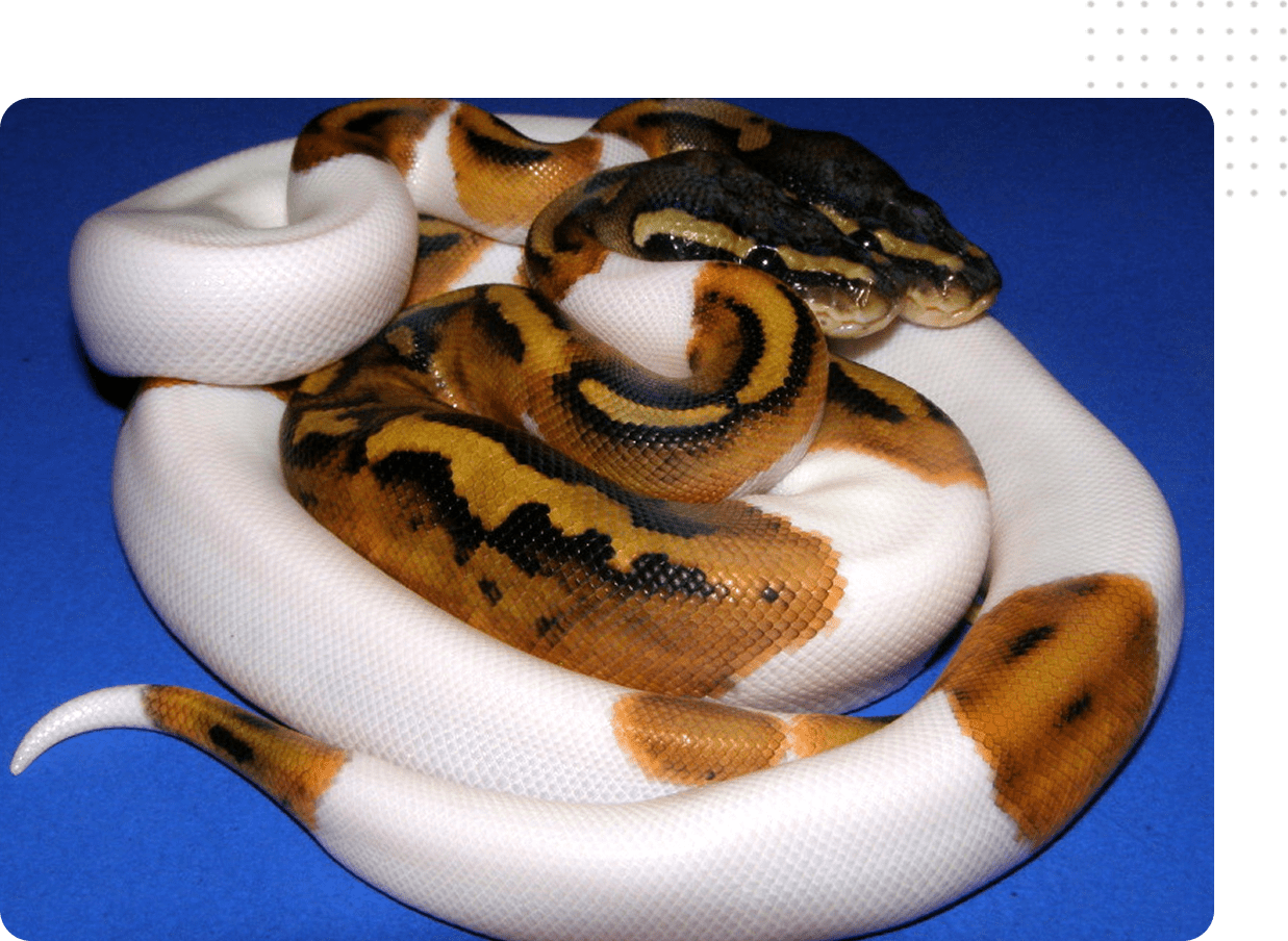 Frame 1618873709 A close up of two snakes on top of each other