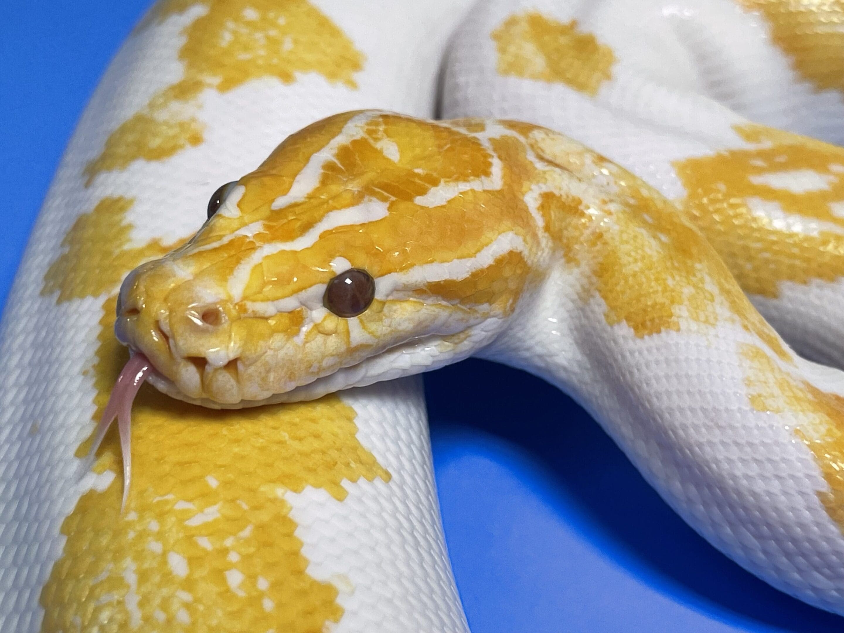 A yellow and white snake is curled up