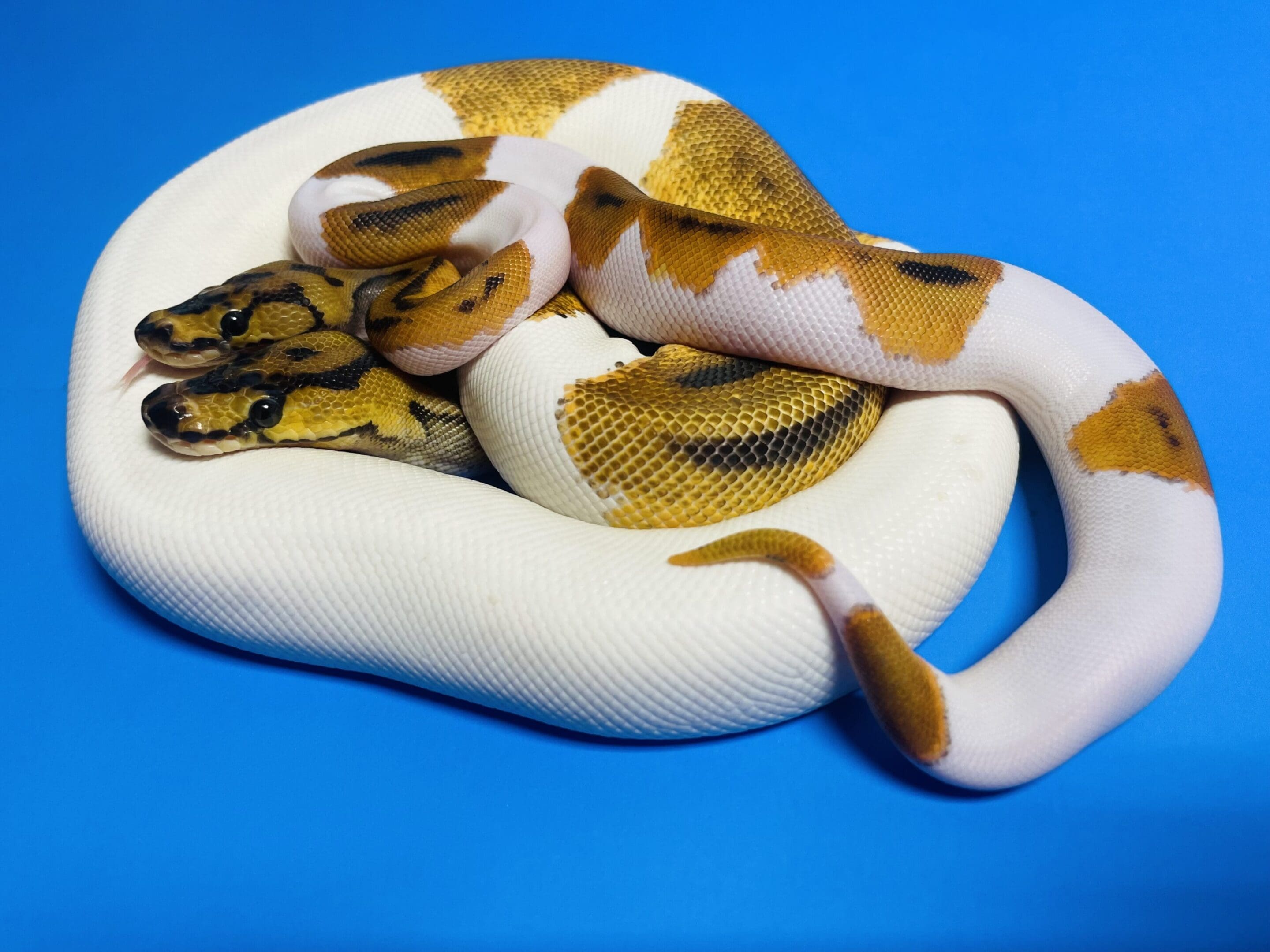 A snake is curled up on its back.