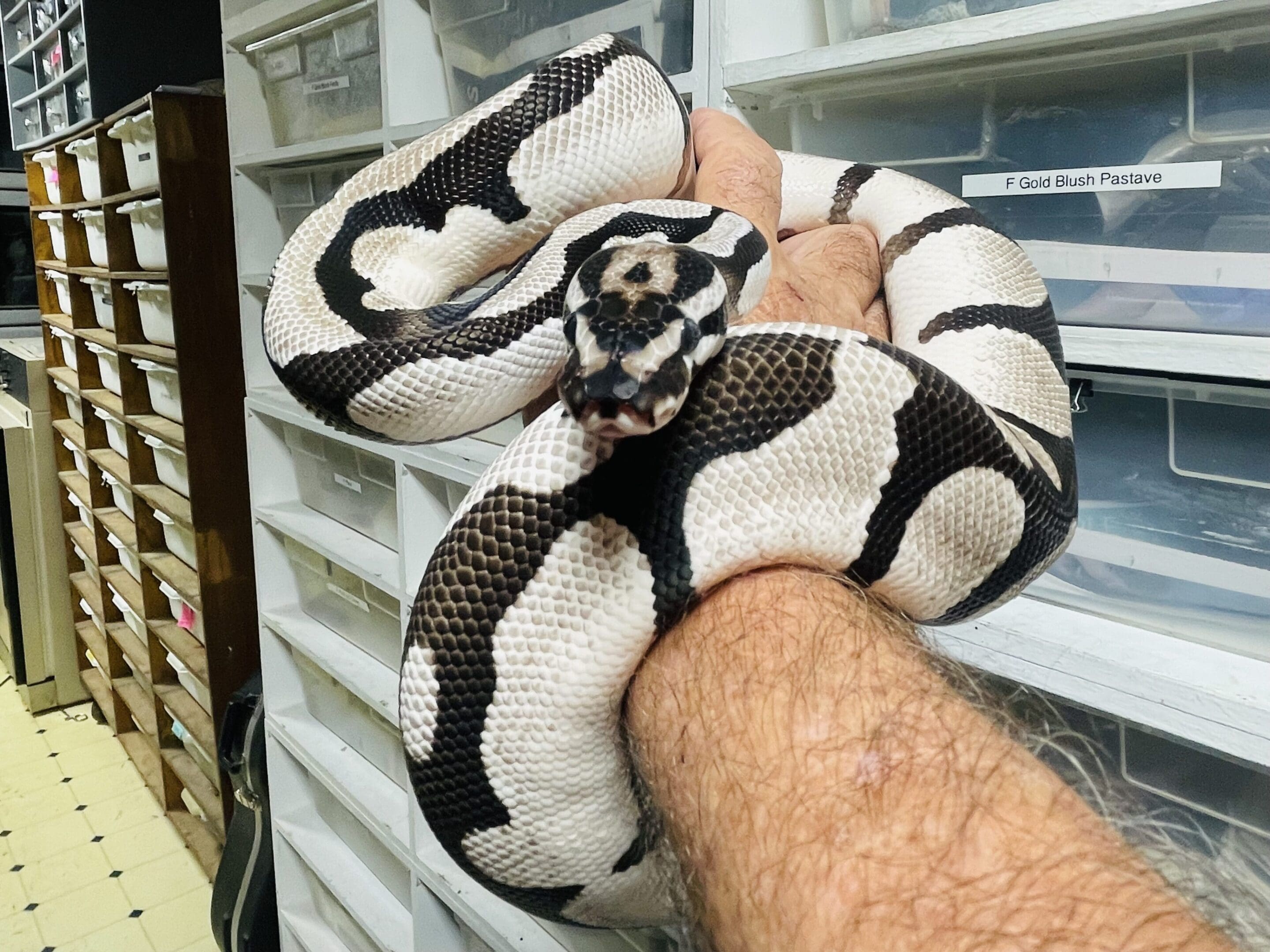 A person holding a snake in their hand