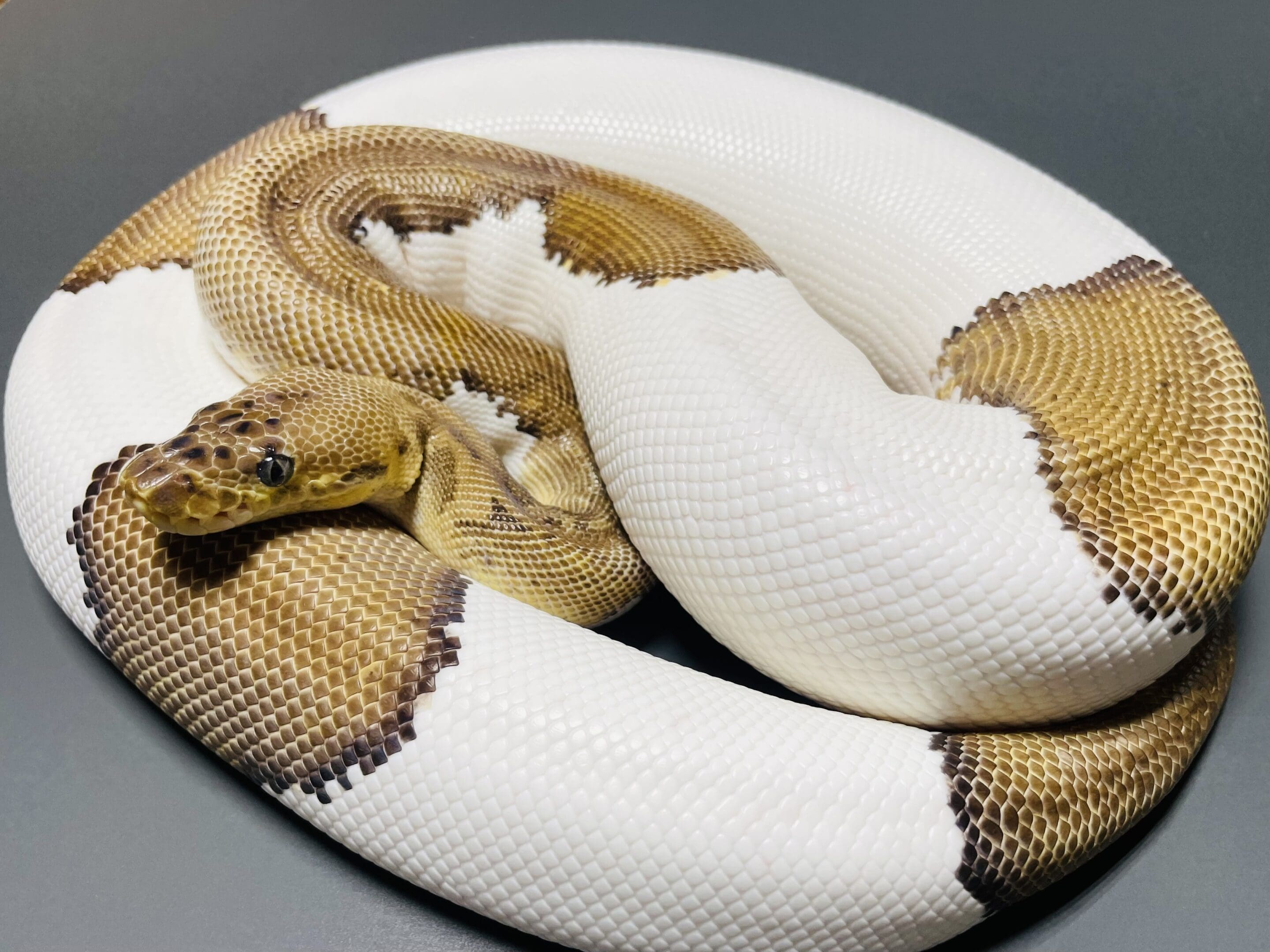 A snake is curled up on its back.