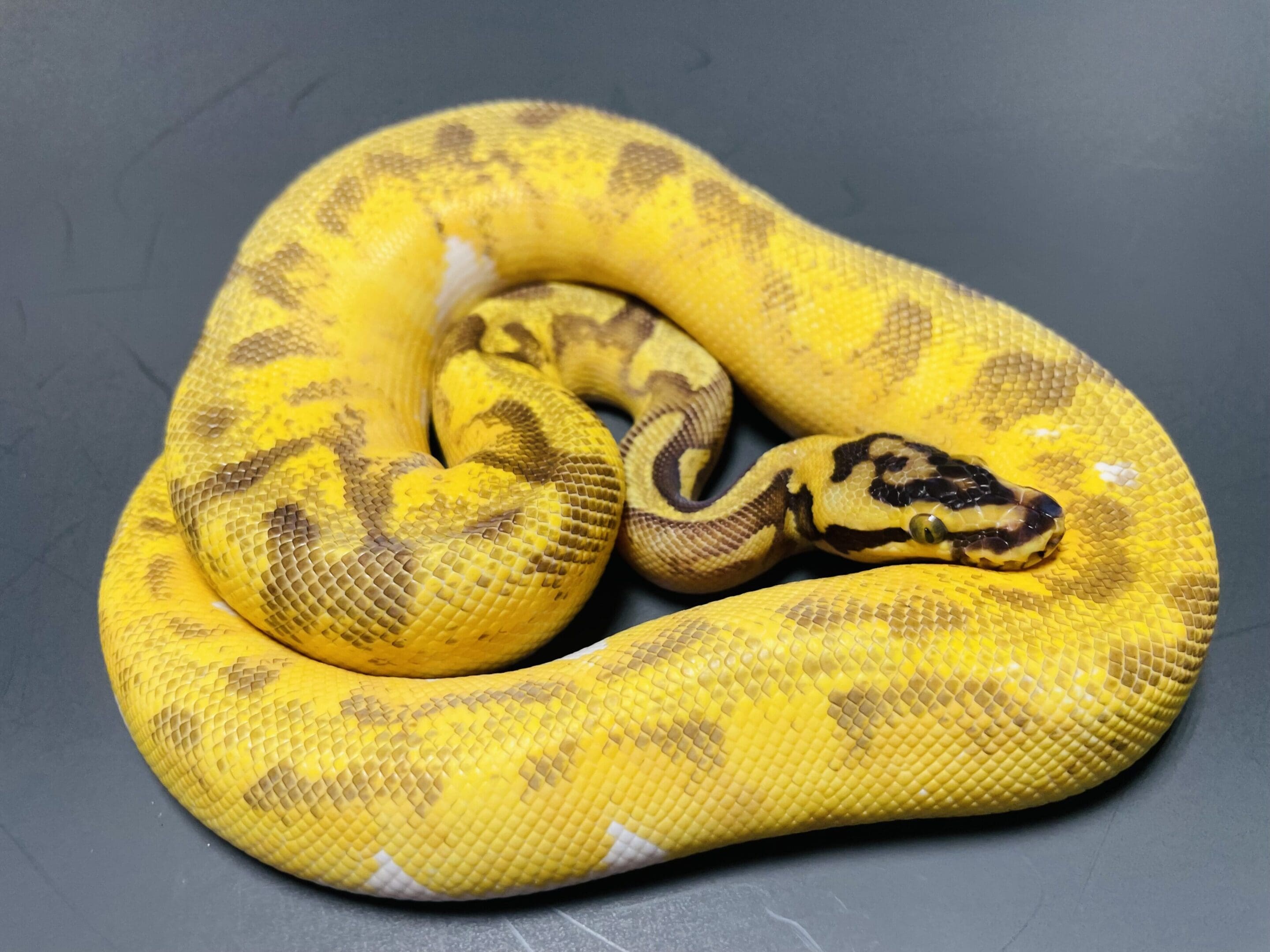 A yellow snake is curled up on top of another snake.