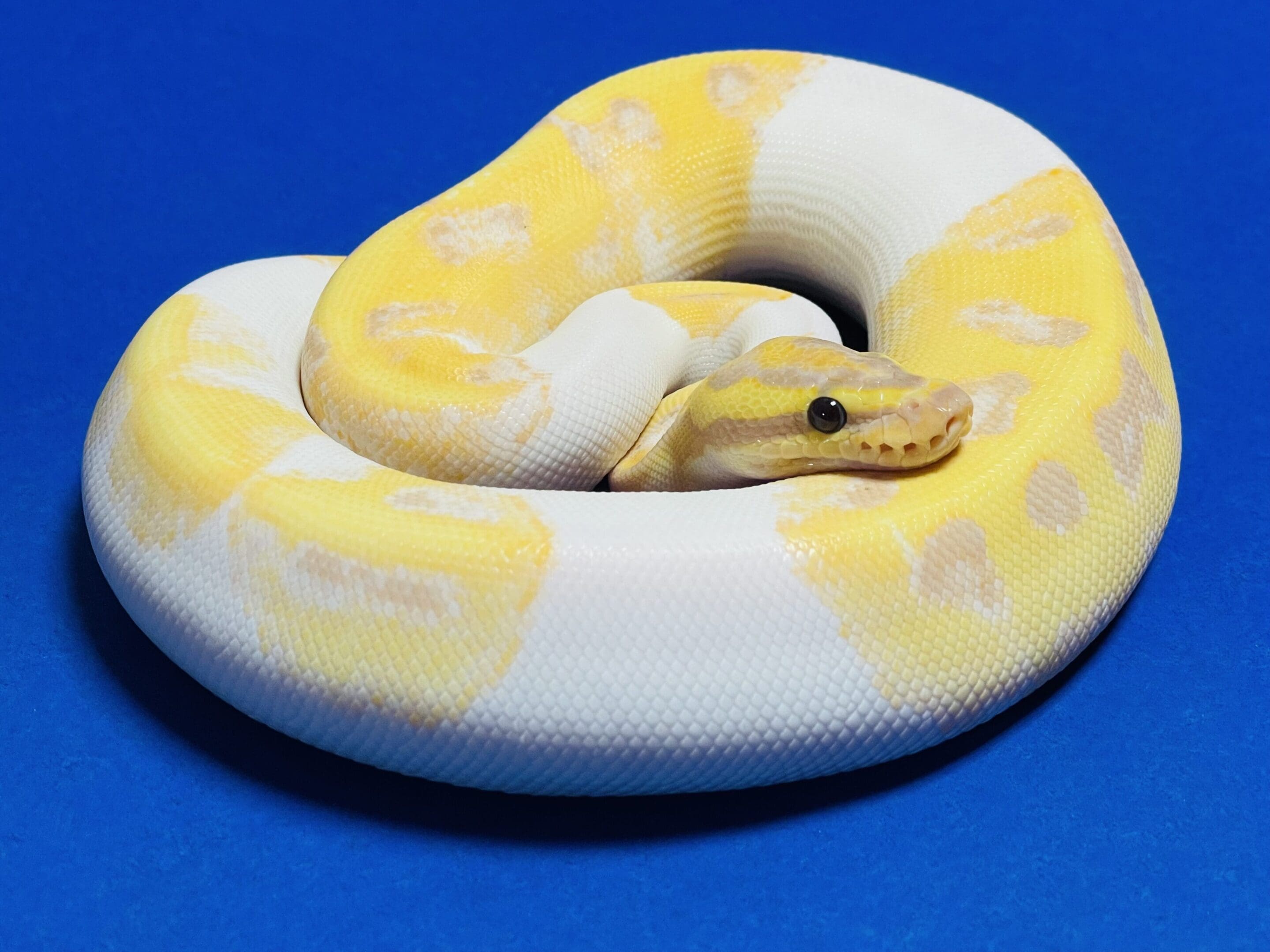 A yellow and white snake is curled up on its back.
