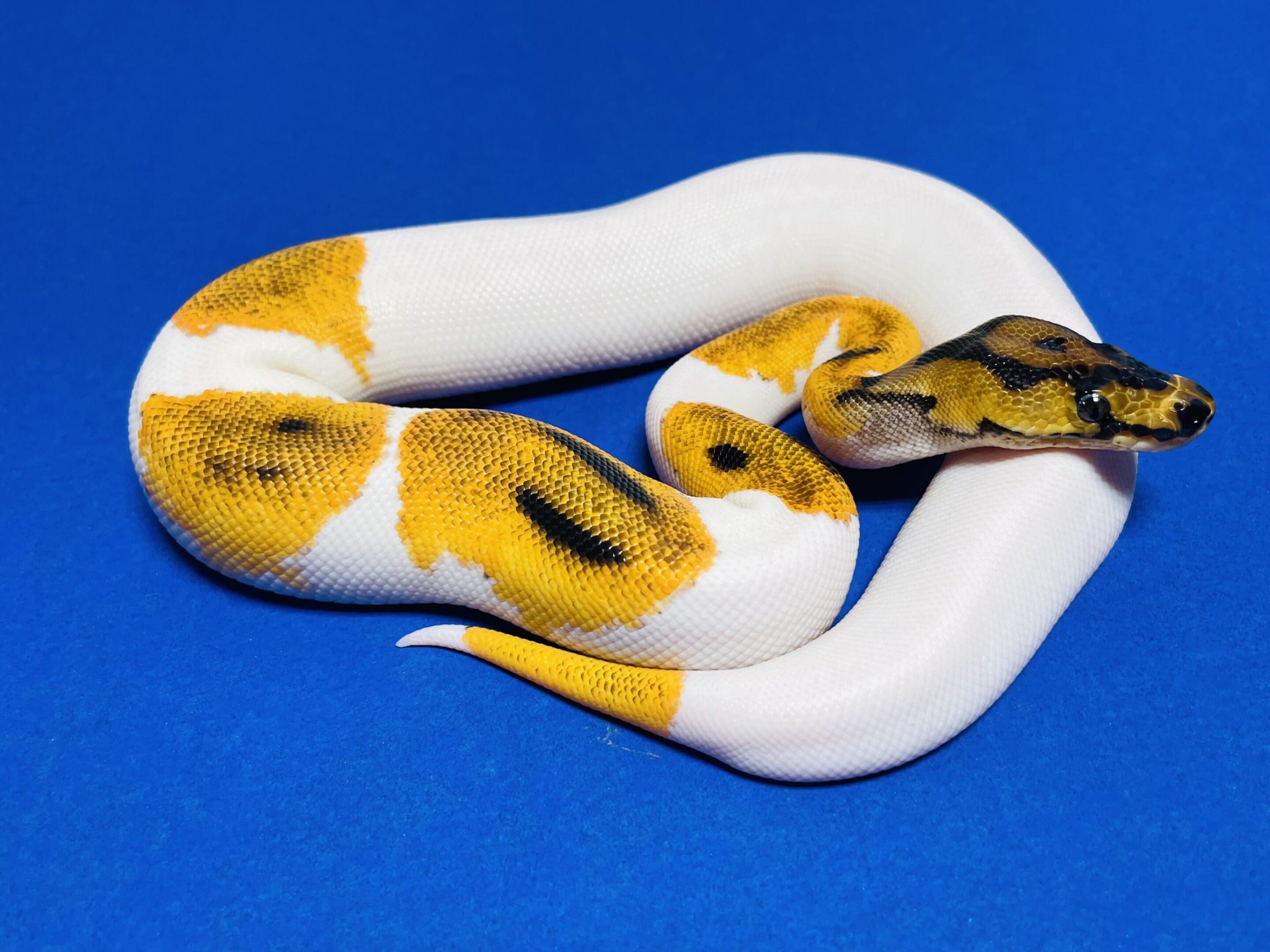 A yellow and white snake is curled up on its back.