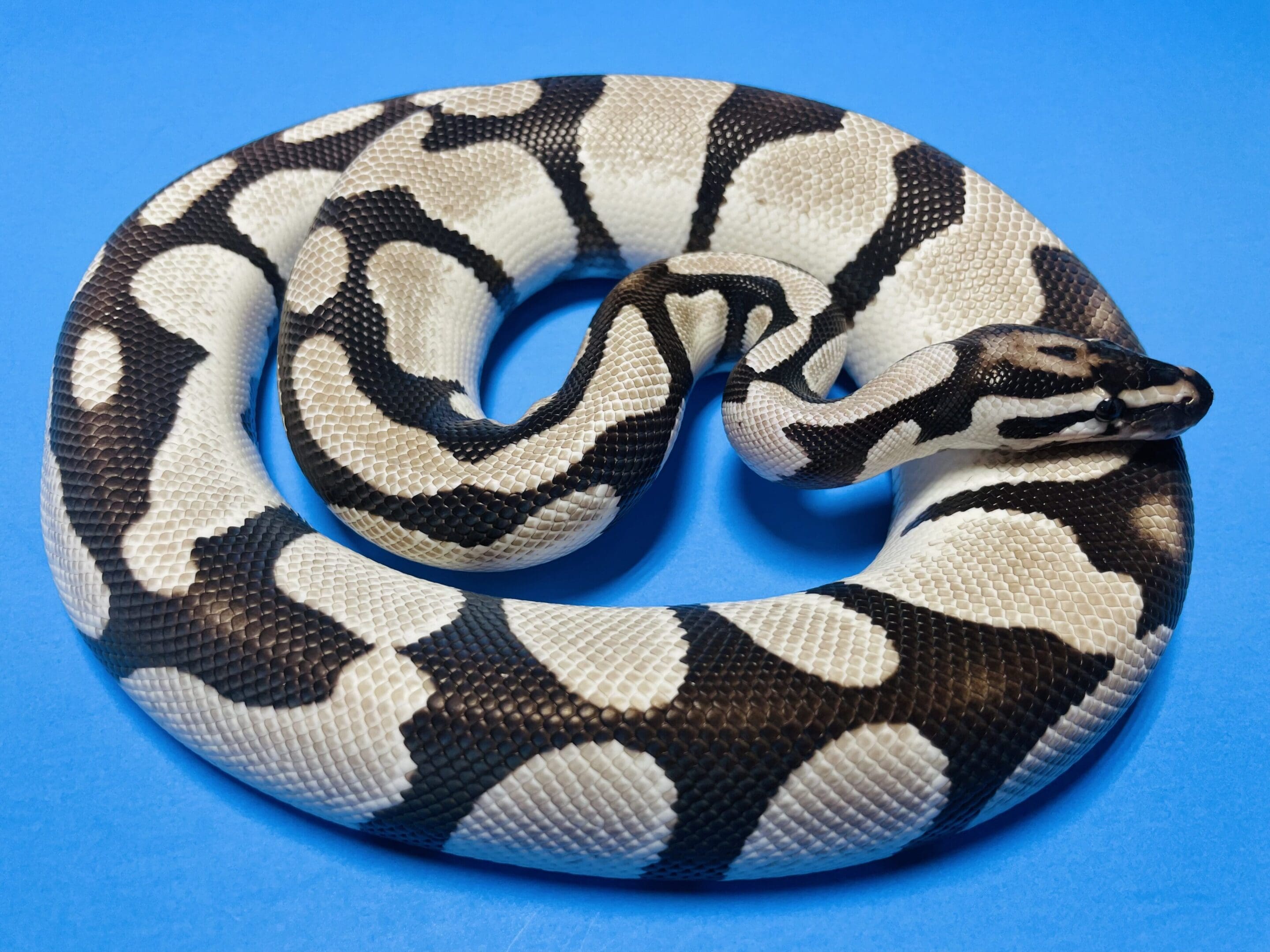 A black and white snake is curled up on its back.