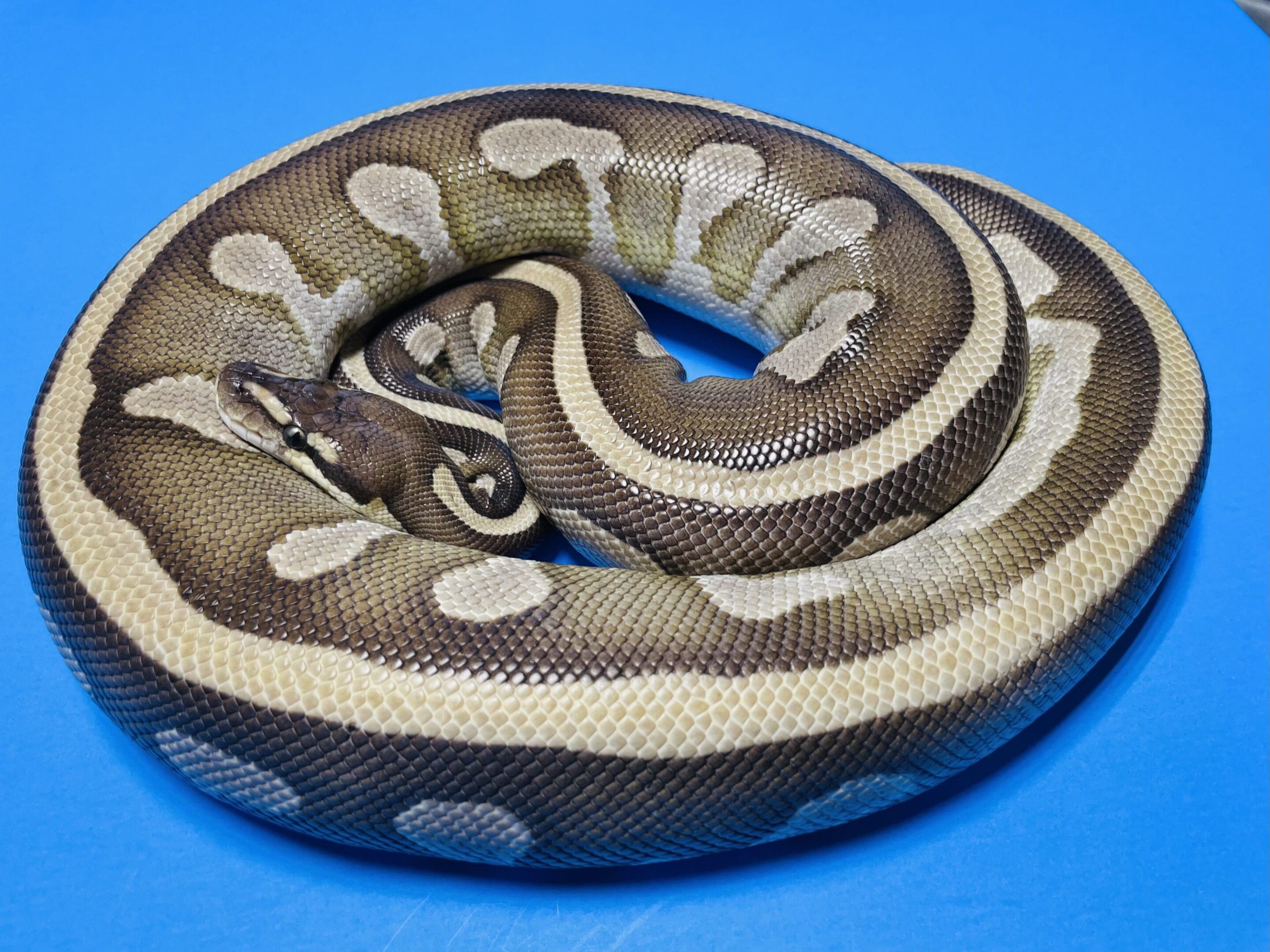 A snake that is curled up on its back.
