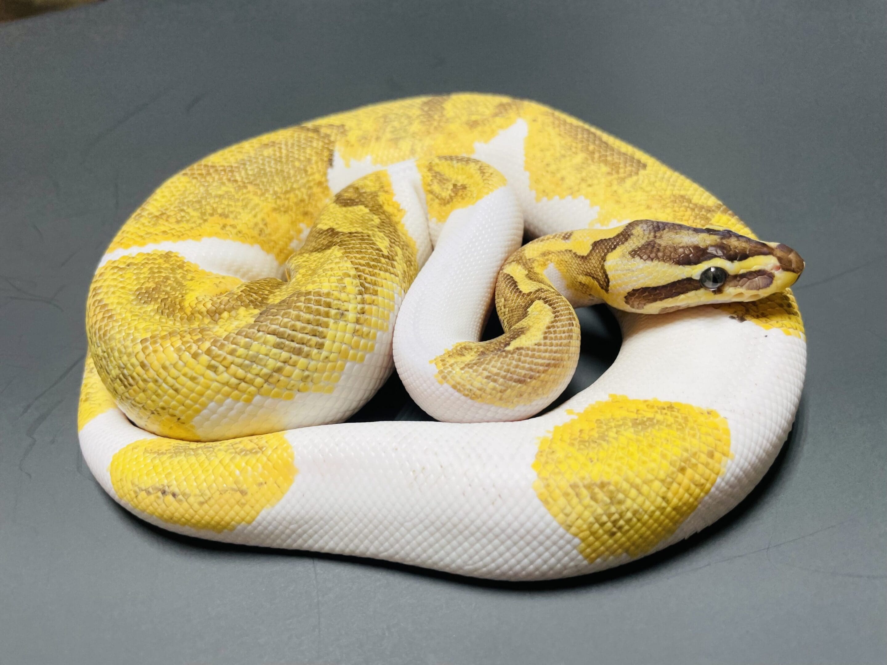 A yellow and white snake is curled up