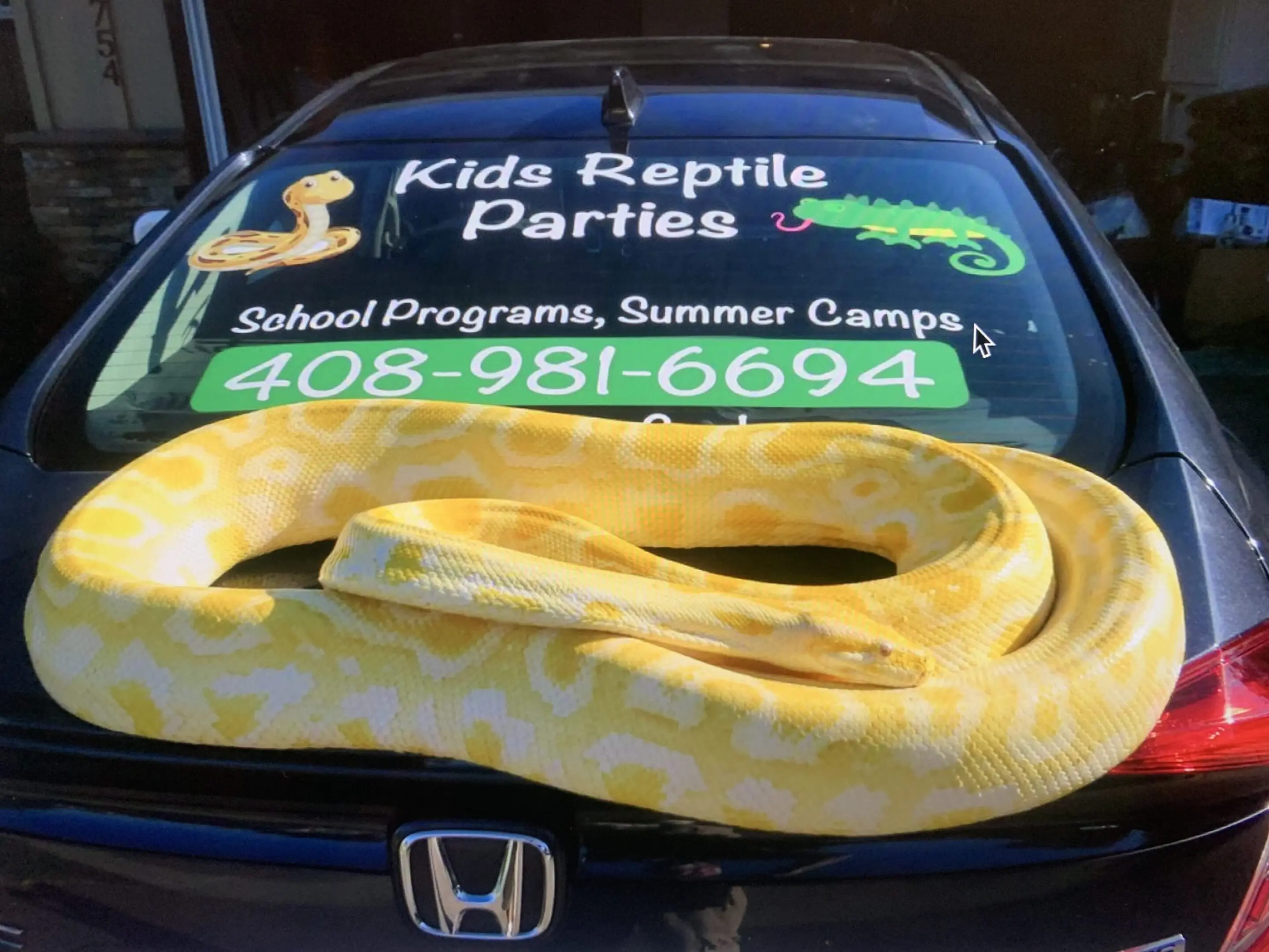 A yellow snake is sitting on the hood of a car.