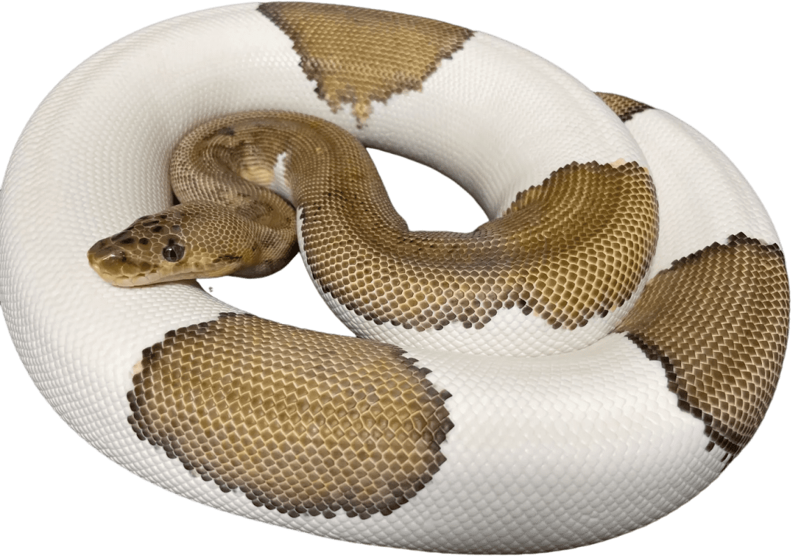 rs=w_1440,h_1440 FOR GOODNESS SNAKES